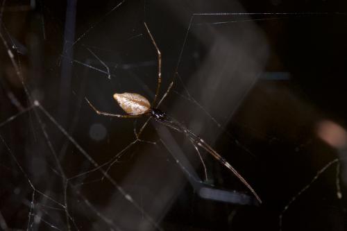 Argyrodes sp.